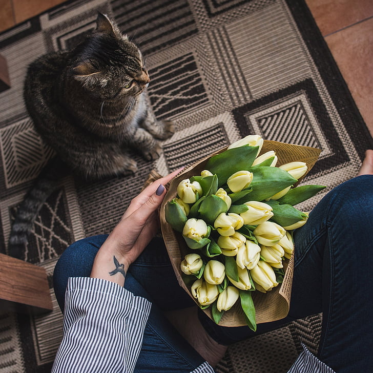 cat, bouquet, tulips, hands, legs, girl, comfort