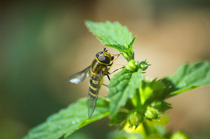 hoverfly, serangga, brennessel, terbang
