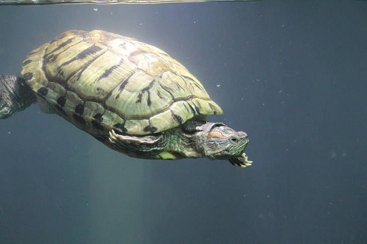 tortuga, tortuga, agua, acuario, profundo, bajo el agua, mar