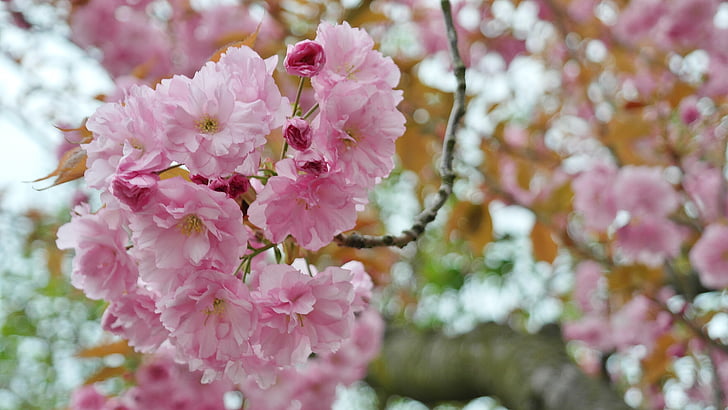 Cherry, Sakura, bunga umbel, musim semi, merah muda, Rosy Warna buku, Lenz