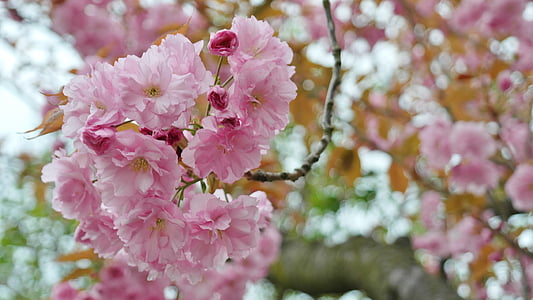 vyšnia, vyšnių žiedai, gėlių skėtis, pavasarį, rožinė, rožinis, Lenz