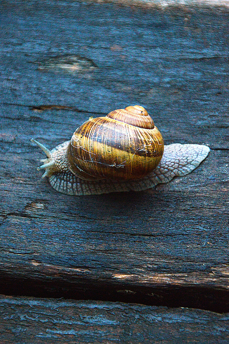 snail, animal, nature, snail shell, fauna, slide, spring