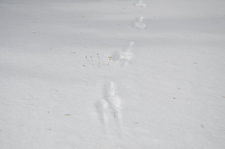 footprints, snow, nature, landscape, mountain, winter, white