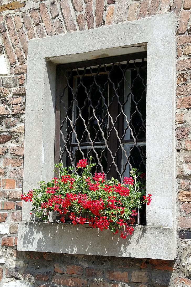 finestra, espatllera, geranis, flors, paret, decoratius, okratowane