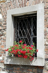 vindue, espalier, pelargonier, blomster, væg, dekorative, okratowane