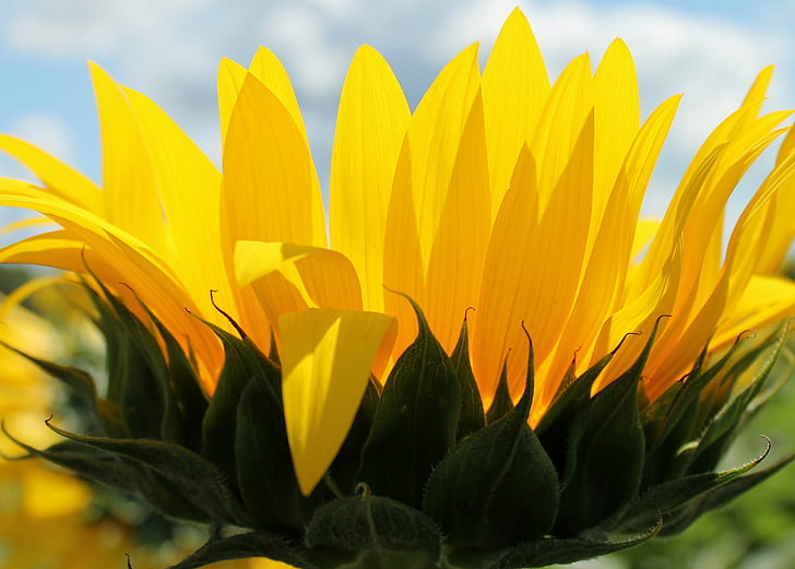 Slunečnice, květ, žlutá, růst, závod, okvětní lístek, Příroda
