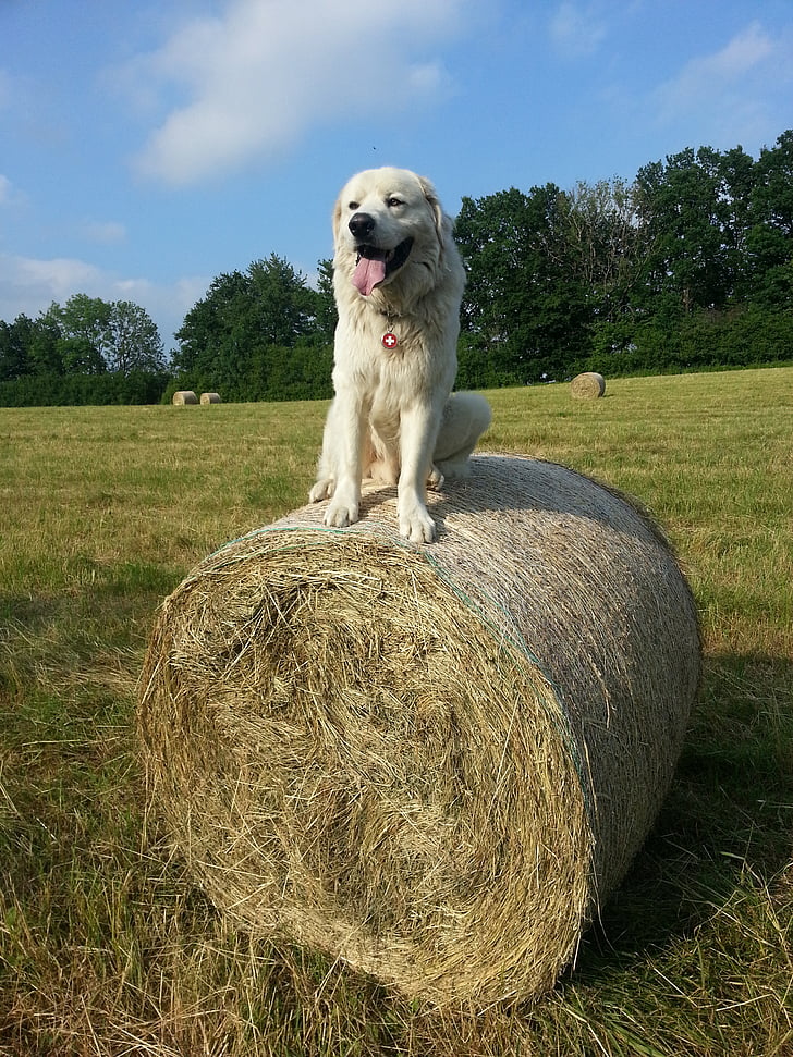 dog, white dog, white, sitting, hay, grass, summer