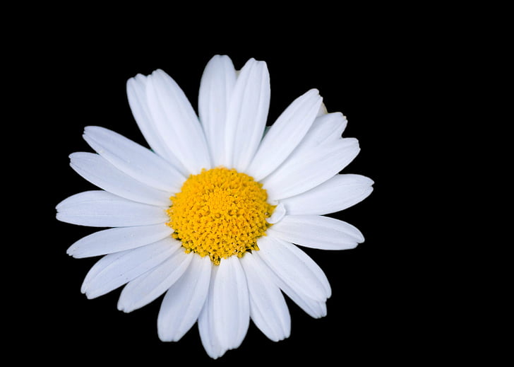 blomst, Daisy, hvid, blomstermotiver, sort, baggrund, makro