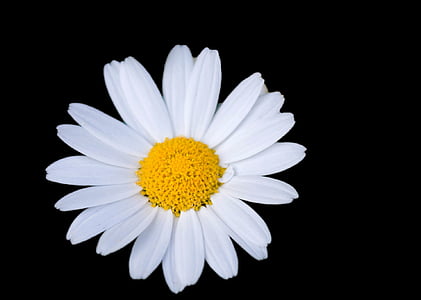 kwiat, Daisy, biały, kwiatowy, czarny, tło, makro