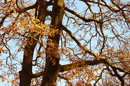 roble, árbol, otoño, caída, oro, naranja, azul
