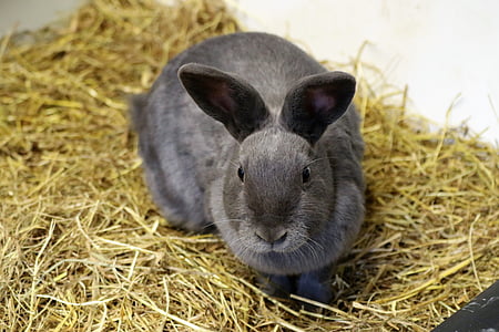 rabbit, bunny, easter, animal, cute, pet, fluffy