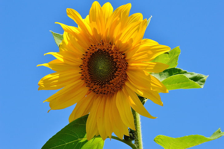 Sun flower, sommar, trädgård, Blossom, Bloom, gul, Helianthus