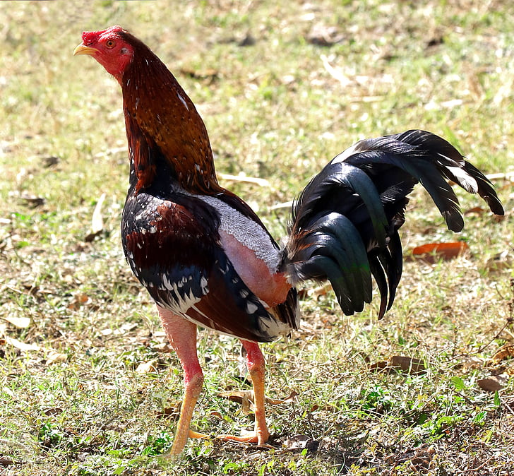 cuba, rooster, chicken, animal, farm, livestock, bird