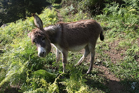 animal, donkey, young, beige, grey