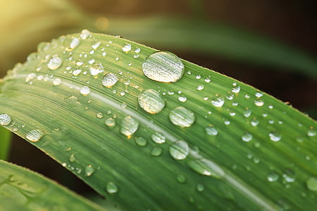 green, leaf, wet, water, raindrops, nature, blur