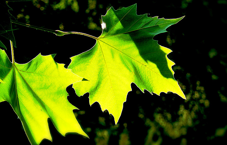 medis, lapai, spalvinga, žalia, rudenį, rudens lapų, rudenį lapai