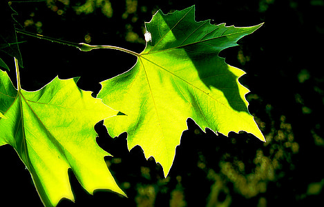 strom, listy, barevné, zelená, podzim, podzimní list, na podzim listy