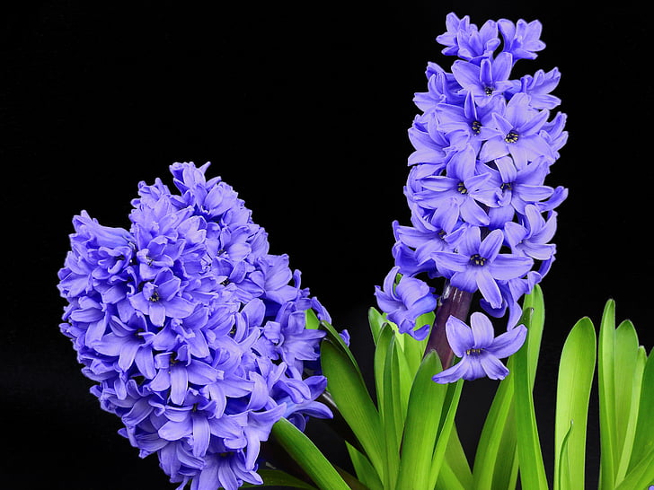 hyacint, kvet, kvet, kvet, jar, Príroda, rastlín
