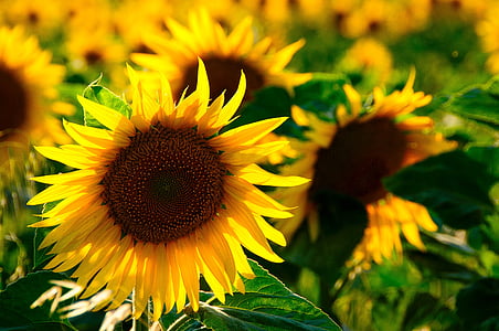 sun flower, back light, colorful, yellow flower, nature, flowers, blossom