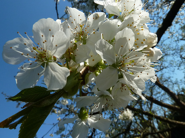cherry blossom, white, tree, spring, blossom, bloom, white blossom