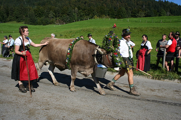 Cow, krans nötkött, Allgäu, Bayern, Almabtrieb, tullen, Brown schweiziska