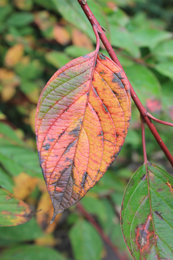 boxer shorts, leaf, colorful, true leaves, fall foliage, composition, close