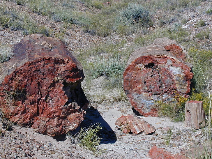 kivettynyt metsä, kansallispuisto, Yhdysvallat, fossiilit, kivettynyt puu, Arizona, loki