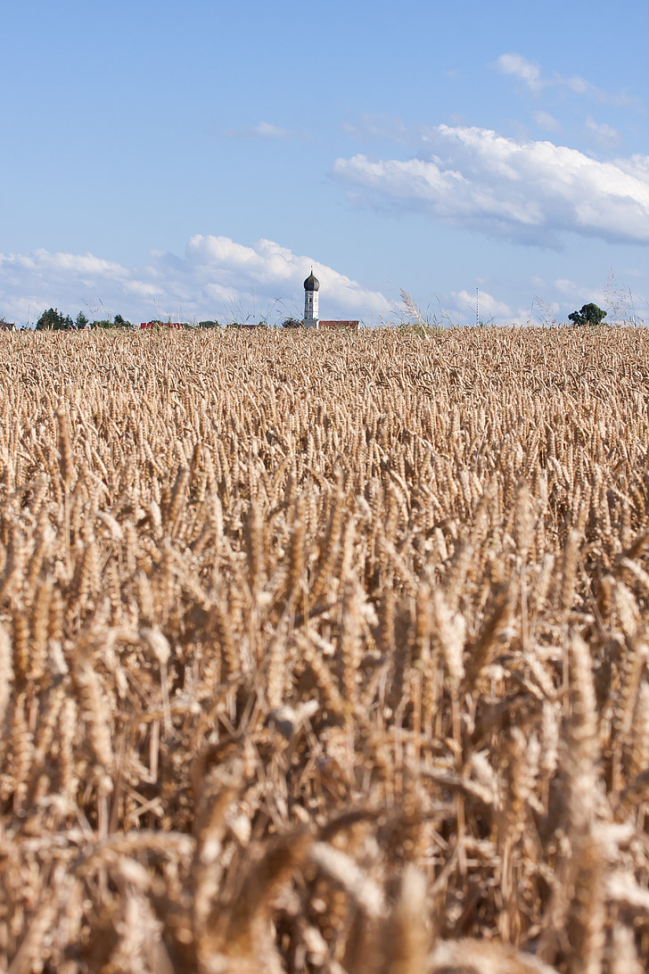 cereals, staple food, grain, cornfield, field, nature, summer
