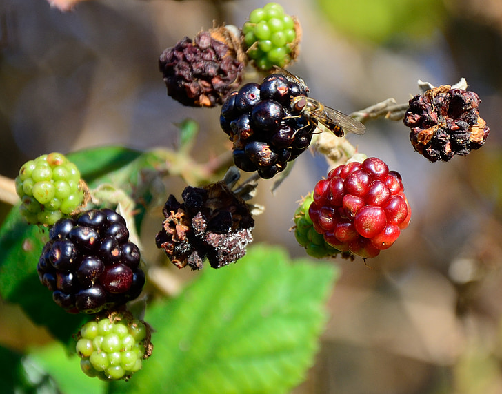 blackberries, autumn, dry, hoverfly, food, nature, insect