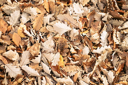 абстрактни, Есен, дизайн, природата, Въздушна снимка, Есенни листа, пълен кадър