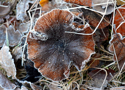 mushroom, nature, brown, forest, frost, frosty, hoarfrost