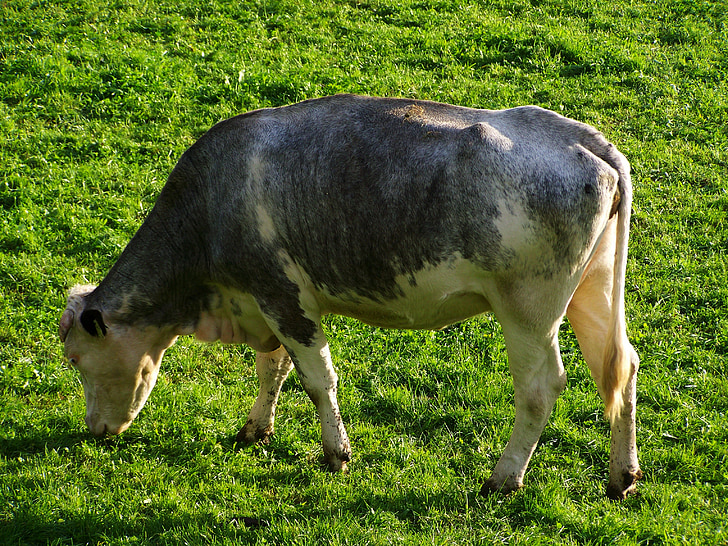 γκρι και άσπρο βοοειδή, πράσινα λιβάδια, παραγωγή γάλακτος