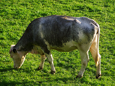 bovine gri şi alb, păşuni verzi, producţia de lapte