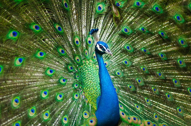 vakre mannlige peacock, fargerike, fuglen, fjær, dyrehage, påfugl, påfuglfjær