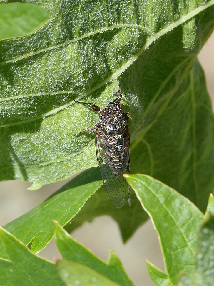 Cicada, Tôi cicálido, Cua biển, lá cây nho, mùa hè cri-cri