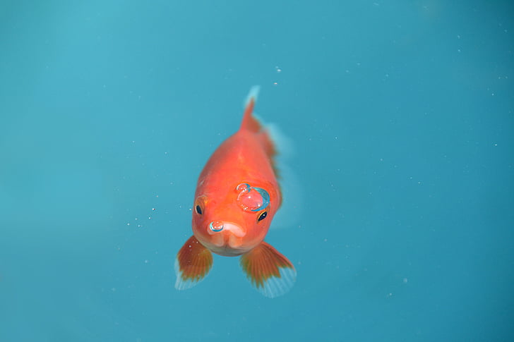 fish, goldfish, red, bubble, underwater, animal, pets