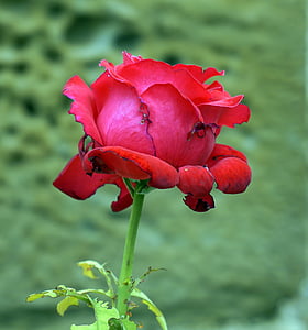 Rosa, rouge, rose rouge, fleurs, pistils, pétales, nature