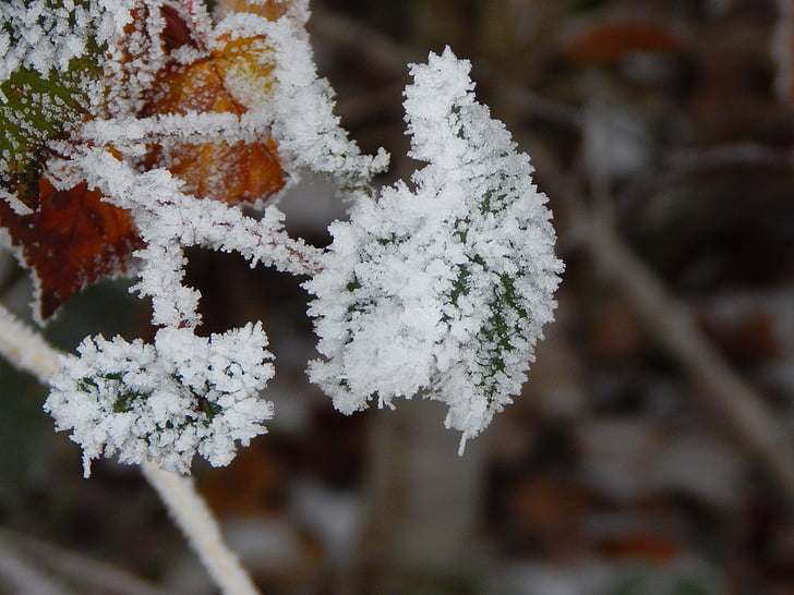frozen, ice, winter, iced, leaf