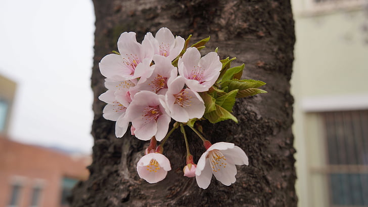 flor de cerezo, Jinhae, madera, flores, rosa, naturaleza, flor