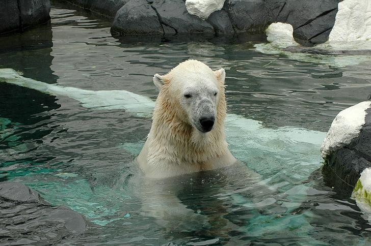 isbjørn, San diego zoo, Zoo, et dyr, Bjørn, animalske dyreliv, vand