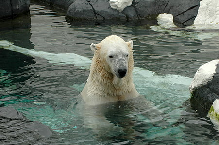 Polarni medvjed, zoološkog vrta, Zoološki vrt, jedna životinja, medvjed, životinja životinje, vode