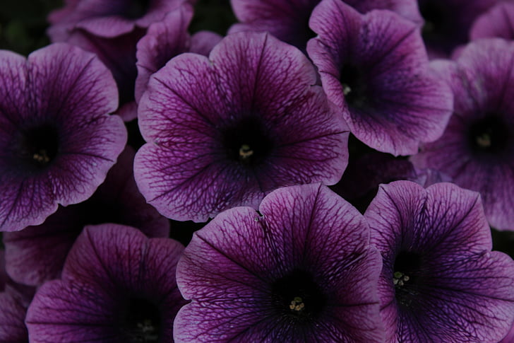 petunia, flowers, purple, flower, garden petunia, close, nature