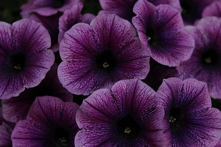帕尤妮亚, 花, 紫色, 花, 花园矮牵牛, 关闭, 自然