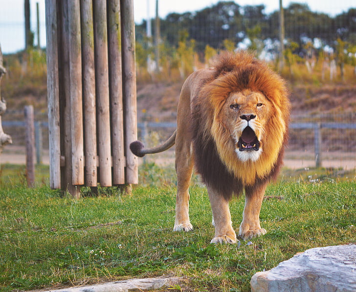 brown, lion, showing, tongue, daytime, animal, zoo