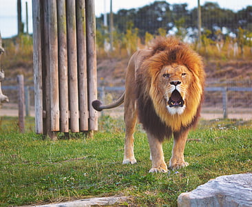 rjava, lev, ki prikazuje, jezik, dnevno, živali, živalski vrt