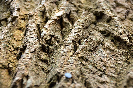 bark, träd, Logga in, trä, naturen, bakgrunder, brun