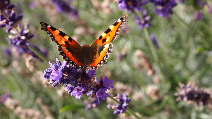 butterfly, lavender, flowers, summer, lavender flowers, flowering, garden