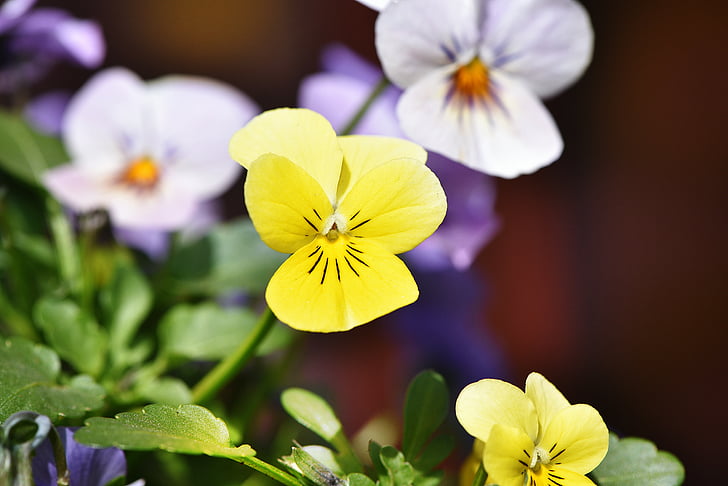violeta, amarillo, flor, flor, floración, flor de primavera, jardín