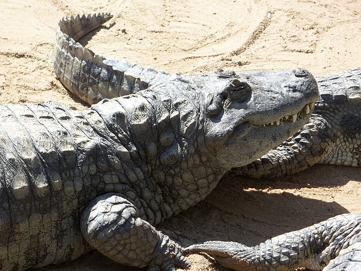 Alligator, reptielen, gevaarlijke, slapende alligator, krokodil, dier, dieren in het wild