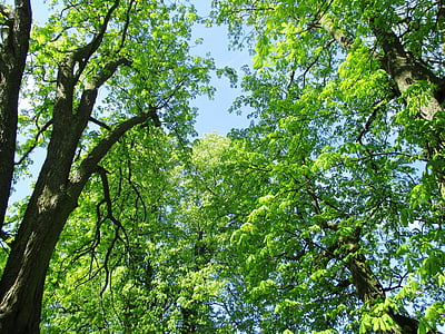 nature, chestnut trees, leaves, mood, beautiful, sky, sunshine